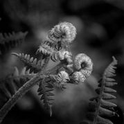 Mike Moore - Fern unfurling